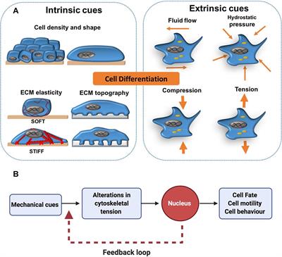 Intrinsic Mechanical Cues and Their Impact on Stem Cells and Embryogenesis